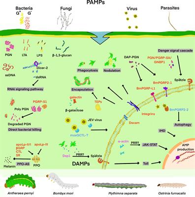 Immune functions of pattern recognition receptors in Lepidoptera